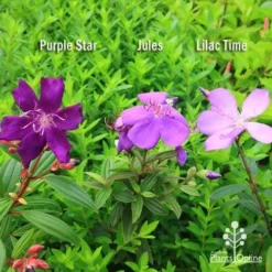 Tibouchina Purple Star -Plant Collection Sales Shop apo tibouchina compare 2