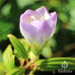 Tibouchina Illusion -Plant Collection Sales Shop apo tibouchina illusion bud