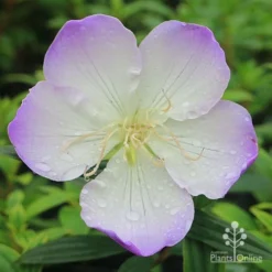 Tibouchina Illusion -Plant Collection Sales Shop apo tibouchina illusion flower perfect