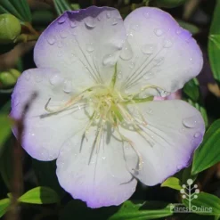 Tibouchina Illusion -Plant Collection Sales Shop apo tibouchina illusion picotee