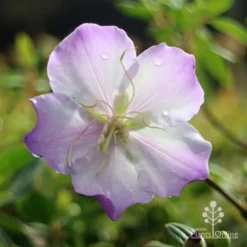Tibouchina Illusion -Plant Collection Sales Shop apo tibouchina illusion rain