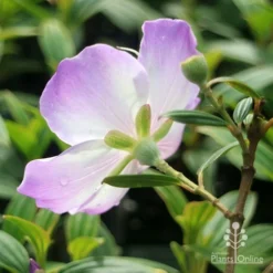 Tibouchina Illusion -Plant Collection Sales Shop apo tibouchina illusion reverse