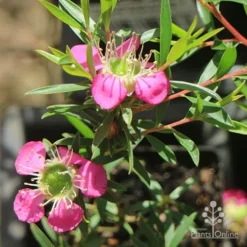 Leptospermum Tickled Pink -Plant Collection Sales Shop apo tickled pink above