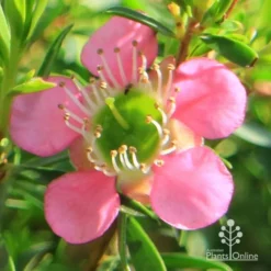 Leptospermum Tickled Pink -Plant Collection Sales Shop apo tickled pink flower close 1