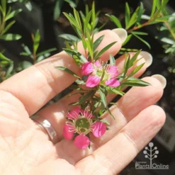 Leptospermum Tickled Pink -Plant Collection Sales Shop apo tickled pink flower size