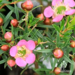 Leptospermum Tickled Pink -Plant Collection Sales Shop apo tickled pink leptospermum flower buds 1