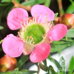 Leptospermum Tickled Pink -Plant Collection Sales Shop apo tickled pink leptospermum flower closeup 1