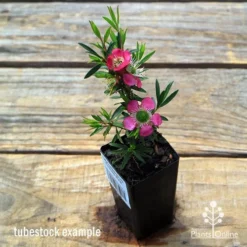 Leptospermum Tickled Pink -Plant Collection Sales Shop apo tickled pink leptospermum tubestock flowering