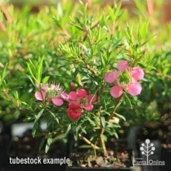 Leptospermum Tickled Pink -Plant Collection Sales Shop apo tickled pink tubestock 3 flowers 1