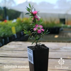 Leptospermum Tickled Pink -Plant Collection Sales Shop apo tickled pink tubestock in flower