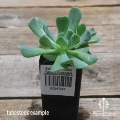 Echeveria Topsy Turvy - Succulent -Plant Collection Sales Shop apo topsy tubestock 2