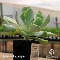 Echeveria Topsy Turvy - Succulent -Plant Collection Sales Shop apo topsy tubestock