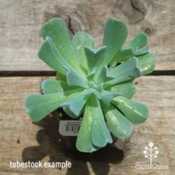 Echeveria Topsy Turvy - Succulent -Plant Collection Sales Shop apo topsy tubestock top