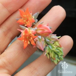 Echeveria Topsy Turvy - Succulent -Plant Collection Sales Shop apo topsy turvy flowersize