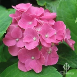 Hydrangea President R Touchard -Plant Collection Sales Shop apo touchard hydrangea alkaline