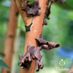 Tristaniopsis Luscious - Water Gum -Plant Collection Sales Shop apo tristaniopsis bark peel