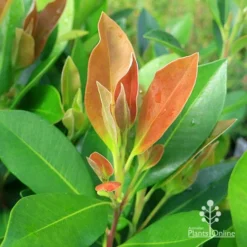 Tristaniopsis Luscious - Water Gum -Plant Collection Sales Shop apo tristaniopsis luscious winter new leaf