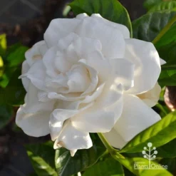 Gardenia True Love -Plant Collection Sales Shop apo true love gardenia full open