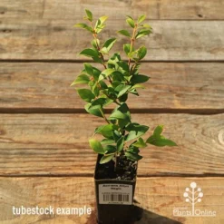 Acmena Allyn Magic -Plant Collection Sales Shop apo tubestock allyn magic green