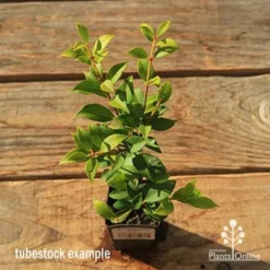 Acmena Allyn Magic -Plant Collection Sales Shop apo tubestock allyn magic green top