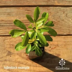 Choisya - Mexican Orange Blossom -Plant Collection Sales Shop apo tubestock choisya top