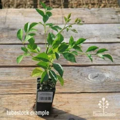 Radermachera Everlasting Beauty -Plant Collection Sales Shop apo tubestock everlasting beauty