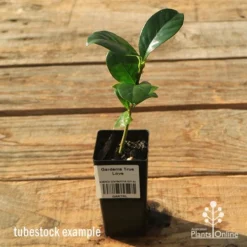 Gardenia True Love -Plant Collection Sales Shop apo tubestock gardenia true love