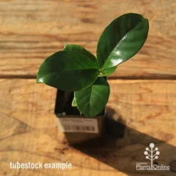 Gardenia True Love -Plant Collection Sales Shop apo tubestock gardenia true love top