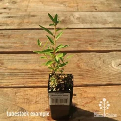 Grevillea Canterbury Gold -Plant Collection Sales Shop apo tubestock grevillea canterbury gold