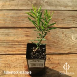 Grevillea Charlie's Angel -Plant Collection Sales Shop apo tubestock grevillea charlies angel