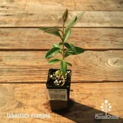 Grevillea Deua Flame -Plant Collection Sales Shop apo tubestock grevillea deua flame