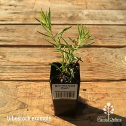 Grevillea Gold Rush 10 Grevillea Gold Rush -Plant Collection Sales Shop apo tubestock grevillea gold rush