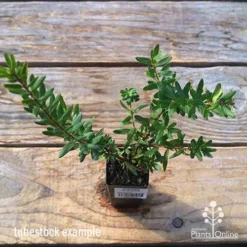 Grevillea Knockout -Plant Collection Sales Shop apo tubestock grevillea knockout top