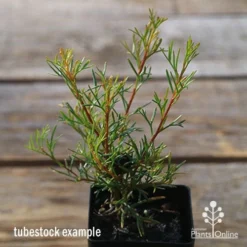 Grevillea Mini Marvel -Plant Collection Sales Shop apo tubestock grevillea mini marvel close