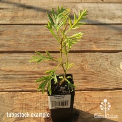Grevillea Superb -Plant Collection Sales Shop apo tubestock grevillea superb