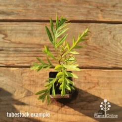 Grevillea Superb -Plant Collection Sales Shop apo tubestock grevillea superb top