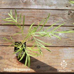 Grevillea Yamba Sunshine -Plant Collection Sales Shop apo tubestock grevillea yamba sunshine top