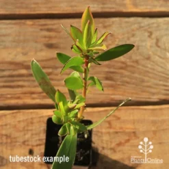 Leucadendron Gold Strike -Plant Collection Sales Shop apo tubestock leucadendron gold strike