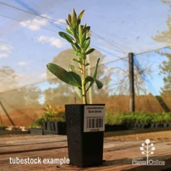 Leucadendron Gold Strike -Plant Collection Sales Shop apo tubestock leucadendron gold strike sky
