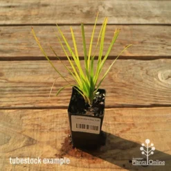 Lomandra Lime Tuff -Plant Collection Sales Shop apo tubestock lomandra lime tuff