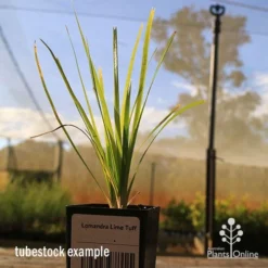 Lomandra Lime Tuff -Plant Collection Sales Shop apo tubestock lomandra lime tuff nursery