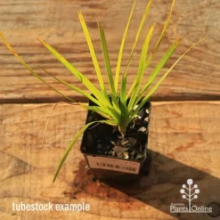 Lomandra Lime Tuff -Plant Collection Sales Shop apo tubestock lomandra lime tuff top