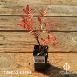 Nandina Moonbay -Plant Collection Sales Shop apo tubestock nandina moonbay