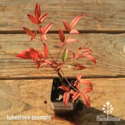 Plant Collection Sales Shop -Plant Collection Sales Shop apo tubestock nandina moonbay top