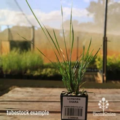 Lomandra SHARA 11 Lomandra SHARA -Plant Collection Sales Shop apo tubestock shara sky