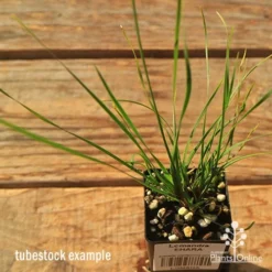 Lomandra SHARA 14 Lomandra SHARA -Plant Collection Sales Shop apo tubestock shara top