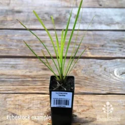 Lomandra Tanika 8 Lomandra Tanika -Plant Collection Sales Shop apo tubestock tanika