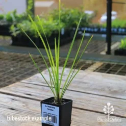 Lomandra Tanika 10 Lomandra Tanika -Plant Collection Sales Shop apo tubestock tanika side