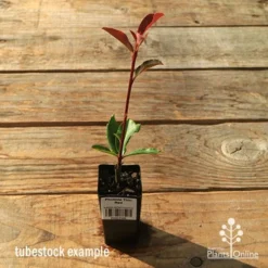 Photinia Thin Red 14 Photinia Thin Red -Plant Collection Sales Shop apo tubestock thin red