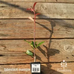 Photinia Thin Red 21 Photinia Thin Red -Plant Collection Sales Shop apo tubestock thin red tall